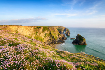 Thrift at Bedruthan in Cornwall