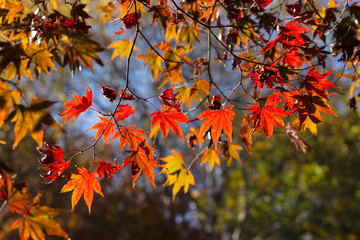 Autumn colors of maple leaves in backlit