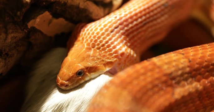 A red corn snake feeding in terrarium. Pantherophis guttatus is a North American specie of rat snake that subdues its small prey by constriction. Corn snake with full mouth swallowing a rat.