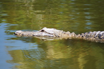alligator swimming in the lake causing ripples
