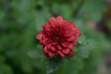 red flower