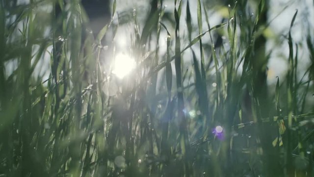 green grass and drops of morning dew