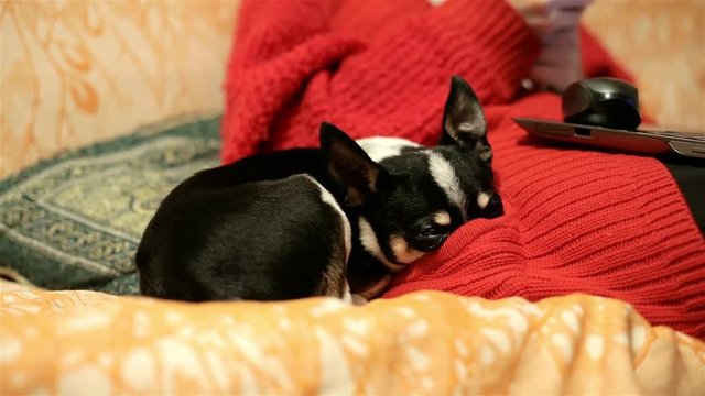 Young woman in a red jacket at home room or office with a sleeping chihuahua or toy-terrier. Little dog sleeps while his misstress chatting in internet. People, pets and love for animals concept.