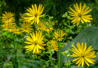 Bright Yellow Hued Patch of Cup Flowers Against a Green Leafed Background