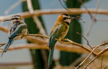 Bright Orange Green and Blue Plumage on a Pair of Blue Fronted Bee Eaters on Branches 