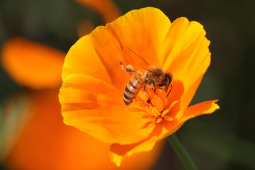poppy flower with bee