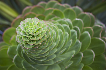 Obraz premium Budding Aeonium Plant