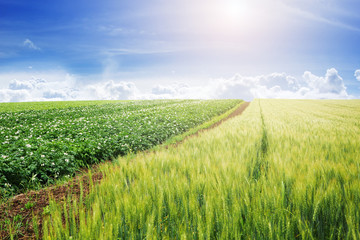 Landscape of green barley field against blue sky for background