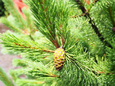 Fresh pine cone on tree