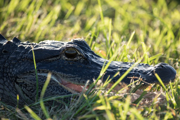 Reflections in the Eye of an Alligator