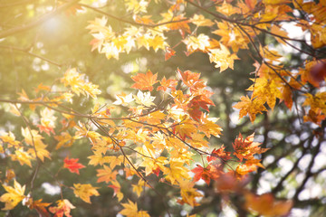 Abstract blur and soft autumn leave background  in Japan