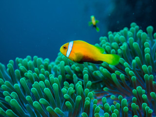 Maldives anemonefishes and sea anemone