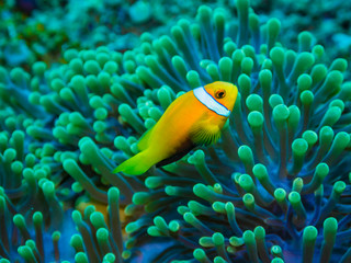 Naklejka na ściany i meble Maldives anemonefishes and sea anemone