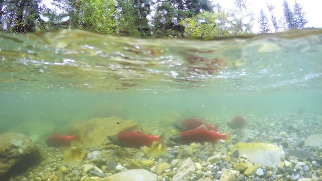 Underwater view of red kokanee salmon spawning in small river.