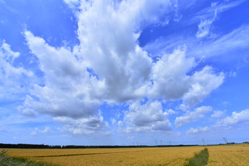 Fototapeta premium Paddy fields