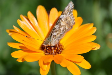 Calendula and Butterfly
