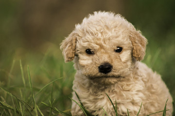 Adorable perro cachorro de cabello crespo en cesped