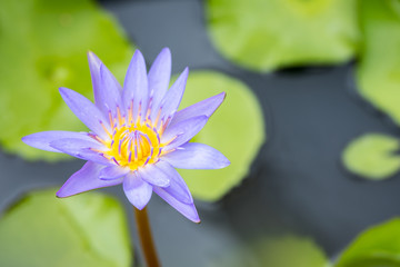 Lotus flower. Nelumbo nucifera, also known as Indian lotus, sacred lotus, bean of India, Egyptian bean or simply lotus, is one of two extant species of aquatic plant in the family Nelumbonaceae