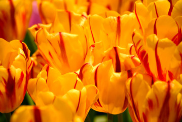 Tulips