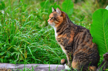 Naklejka na ściany i meble Tabby cat sitting in the high green grass, side view. Cat outdoors
