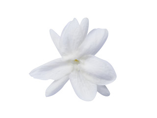 Jasmin flower with leaf on white background.