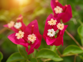 Close up Bougainvillea flower