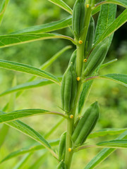 Obraz premium Sesame seeds on tree.