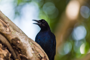 Naklejka premium Dark Blue Bird