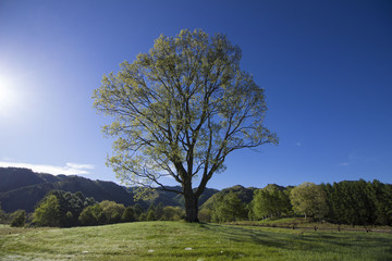 Fototapeta premium 開田高原