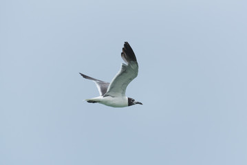 Fototapeta premium Flying Seagull
