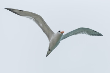 Obraz premium Flying Seagull