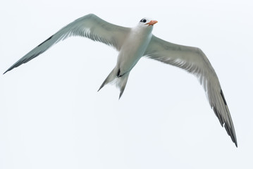 Flying Seagull