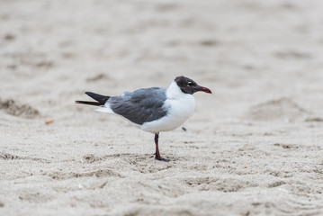 Seagull
