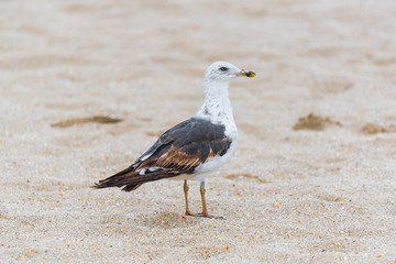 Seagull