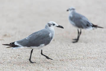 Seagull