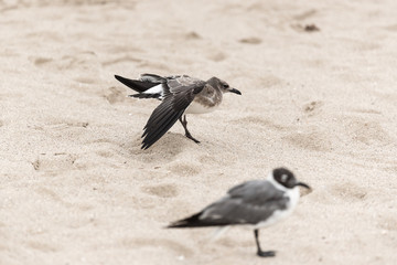 Seagull