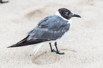 Seagull
