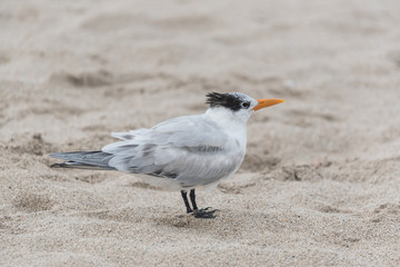 Seagull