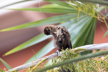 Bird in Miami