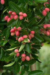 Fruit of Bengal Currants.