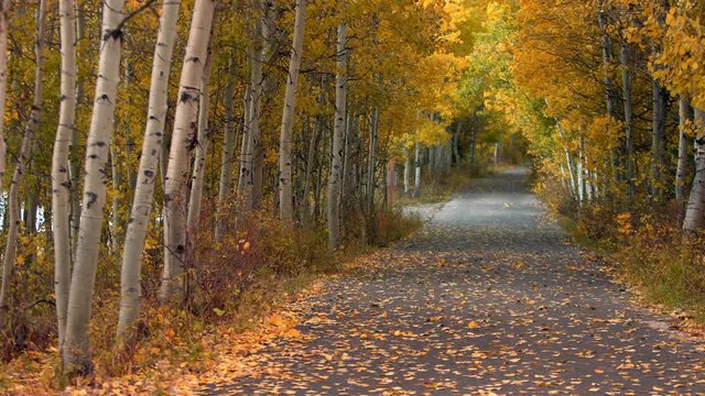 View of road through tunnel of aspen trees as leaves fall in light breeze.