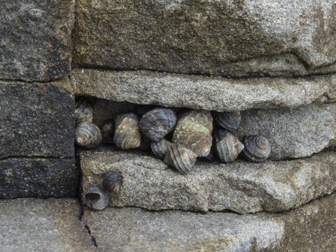 Sea snail hiding in a crack in the stone