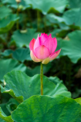 pink lotus flower are blooming