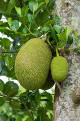 Raw jackfruit on tree.