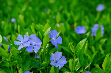 Bloom of periwinkle. Nature background