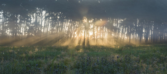 Sunlight piercing through the morning, misty forest