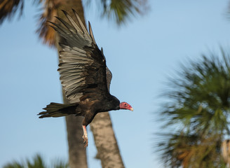 Red Headed Turkey Vulture Soars Across Wetlands