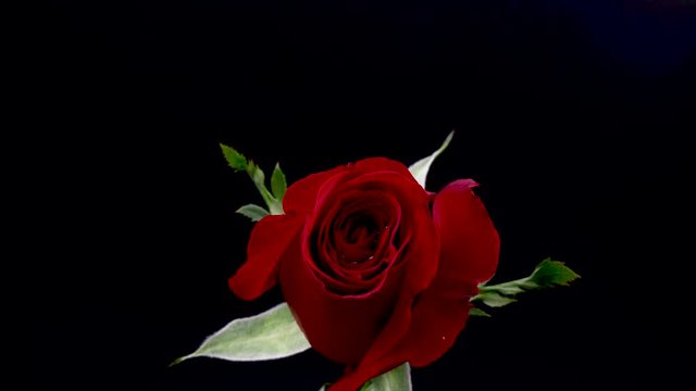 Mistake Timelapse of dark red rose flower blooming on black background in 4K