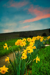 Yellow flowers against a colorful sunset sky.