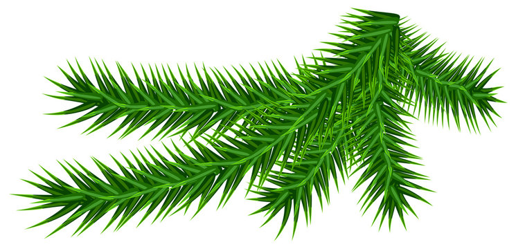 Green fir branch isolated on white